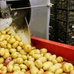 Exploring Potato Processing For Shipping To Consumers
