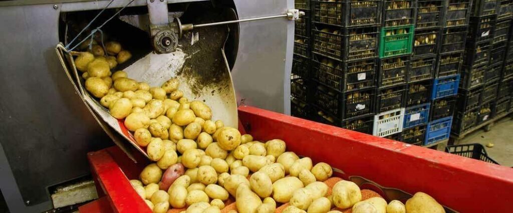 Exploring Potato Processing For Shipping To Consumers
